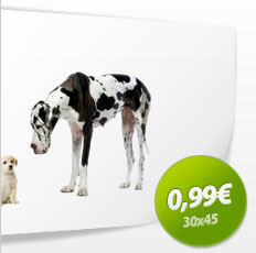 Aktion 30x45-Poster