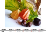 eleganceq